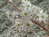 Toorts close-up
